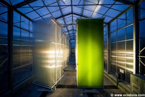 Rückschlag - Vorerst kein Strom aus Algen für Elektroautos