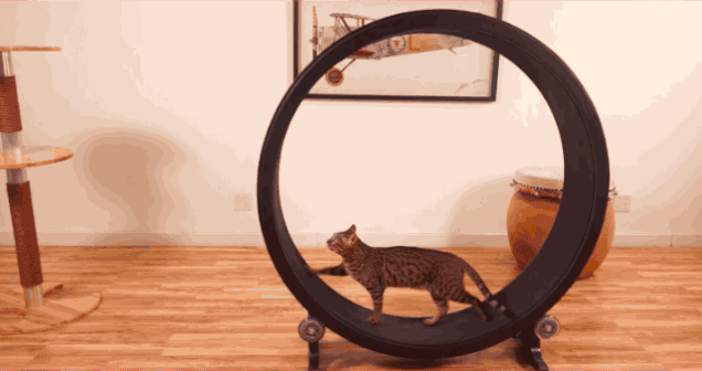 Ein Laufrad für Katzen. Bildquelle: Kickstarter.com / Sean Farley