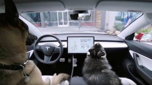 Die Elektroautos von Tesla haben nun auch den Dog Mode. Bildquelle: Tesla